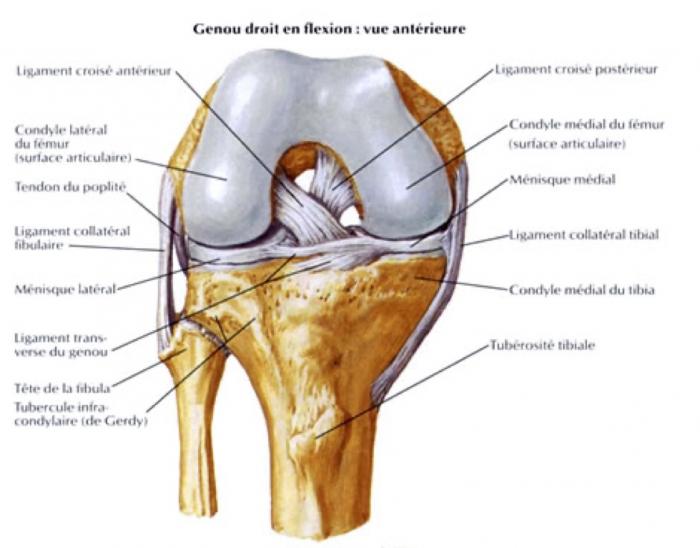 Anatomie de l'appareil extenseur du genou, vue de face, genou droit. Le